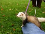 2006 Fall Frolic