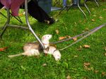 2006 Fall Frolic