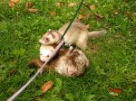 2006 Fall Frolic