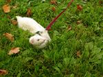 2006 Fall Frolic