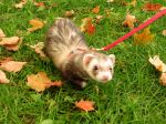 2006 Fall Frolic