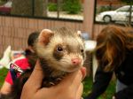 2006 Fall Frolic