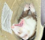 Crazy Mavie