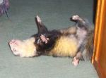 Crazy Rosie