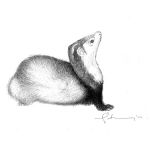 Dessin par Matt N. - Lancelot