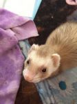 Ferret of our rescue 