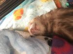 Ferret of our rescue 
