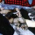 Furets en famille d'accueil
