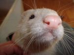 Ivy up close and personal