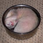 Moe sleeping in the dog dish