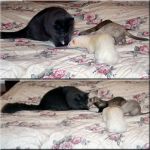 Momo avec Misty, Mocha et Skyler