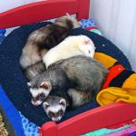 D'autres furets en famille d'accueil