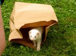 Paper Bag Escape
