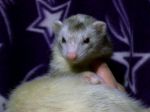 Pippin