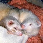 Sid et Panda
