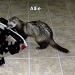Allie