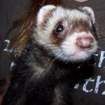 Allister