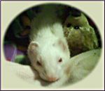 Amadeus (prev. Huff)