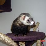 Animal