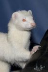 Archie