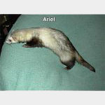 Ariel