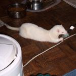 Ballo (prev.Buster #2)