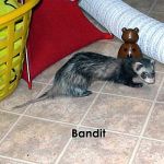Bandit #3