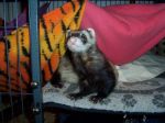 Bongo (prev. Bandit)