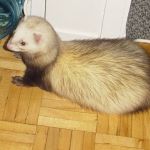 Bruiser