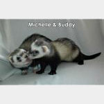 Buddy