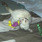 Charlie