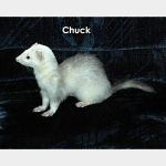 Chuck
