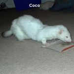Coco