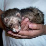 Criquette