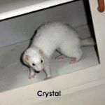 Crystal