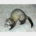 Cyrano