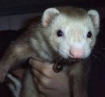 Cyrus