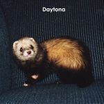 Daytona