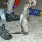 Dook