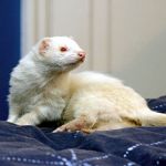 Dook