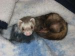 Ferret Fawcett