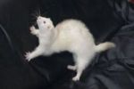 Finn