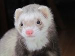 Finnigan #2