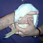 Flurry