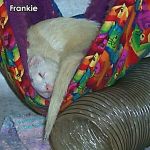 Frankie