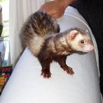 Gideon