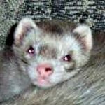 Gizmo (aka Gizzy)