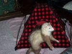 Hopalong Cassidy