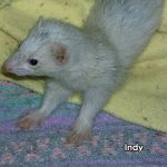 Indy