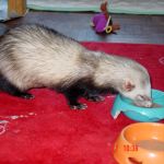 Izzie